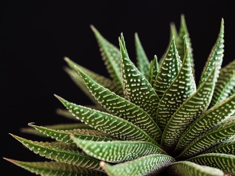 Succulents