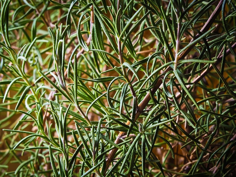 Herbs